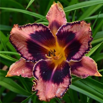 Hemerocallis Exotic Treasure - Emerocallide