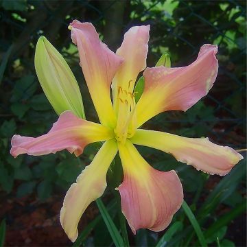 Hemerocallis Flight of The Dragon - Emerocallide