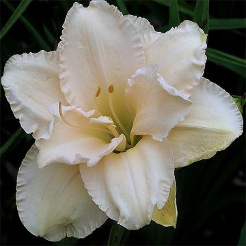 Hemerocallis Land of Cotton - Emerocallide