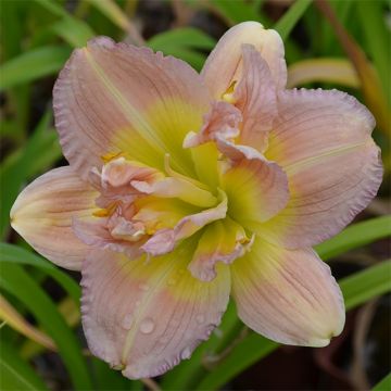 Hemerocallis Nagasaki - Emerocallide