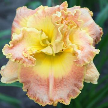 Hemerocallis Nature's Crown - Emerocallide