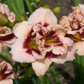 Hemerocallis Roswitha - Emerocallide