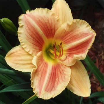 Hemerocallis Veins of Truth - Emerocallide