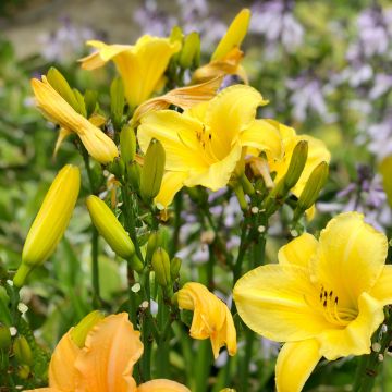 Hemerocallis middendorffii - Emerocallide