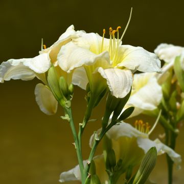 Hemerocallis Gentle Shepherd - Emerocallide