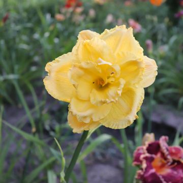 Hemerocallis Patricia Jojo - Emerocallide