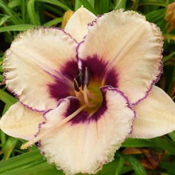 Hemerocallis Alaqua - Emerocallide