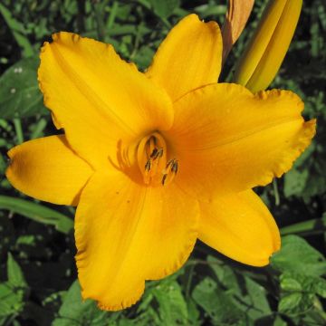 Hemerocallis Chicago Sunrise - Emerocallide