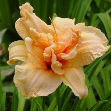 Hemerocallis Double Dream - Emerocallide