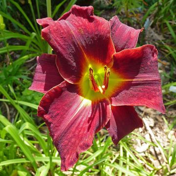 Hemerocallis Ed Murray - Emerocallide