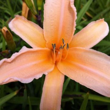 Hemerocallis George Cunningham - Emerocallide