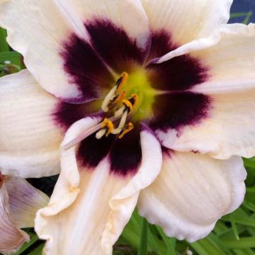 Hemerocallis Piano Man - Emerocallide