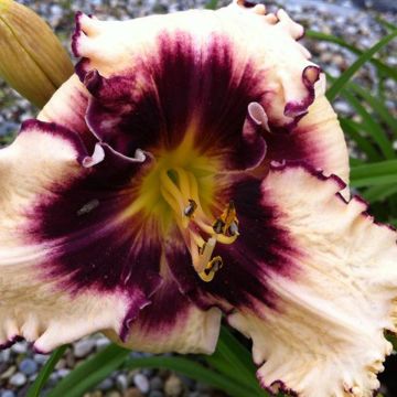 Hemerocallis Sabine Baur - Emerocallide