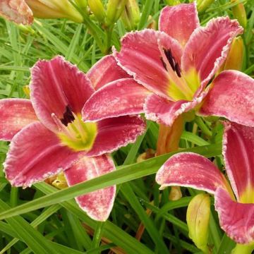 Hemerocallis Startle - Emerocallide