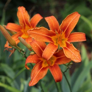 Hemerocallis fulva - Giglio di San Giuseppe