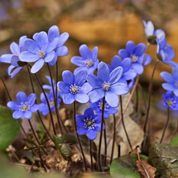 Hepatica nobilis - Erba trinità