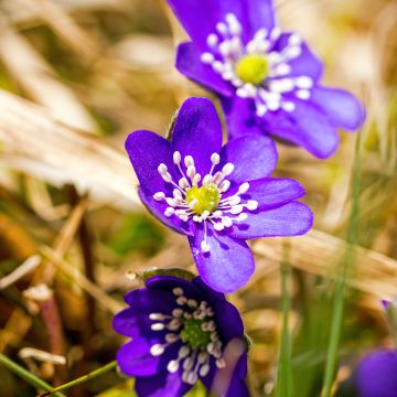 Hepatica nobilis Purple Forest - Erba trinità