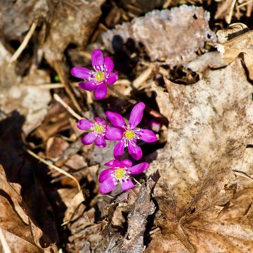 Hepatica nobilis Red Forest - Erba trinità