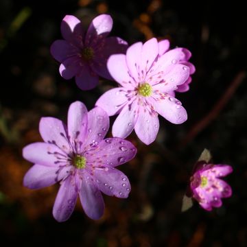 Hepatica nobilis Rosea - Erba trinità