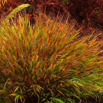 Hakonechloa macra Nicolas - Erba della foresta giapponese