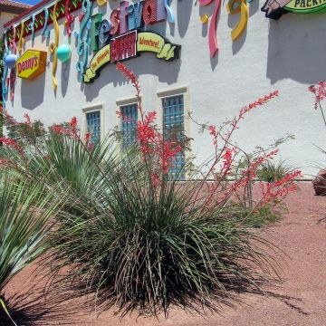 Hesperaloe parviflora - Yucca rossa