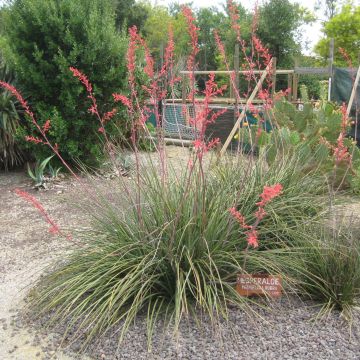 Hesperaloe parviflora Rubra - Yucca rossa