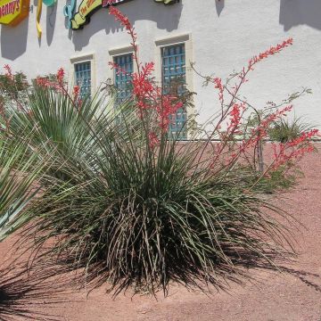 Hesperaloe parviflora Rose des Sables - Yucca rossa