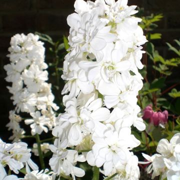 Hesperis matronalis Alba Plena - Violaciocca antoniana bianca