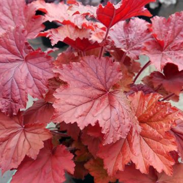 Heuchera Bloody Dinosaur