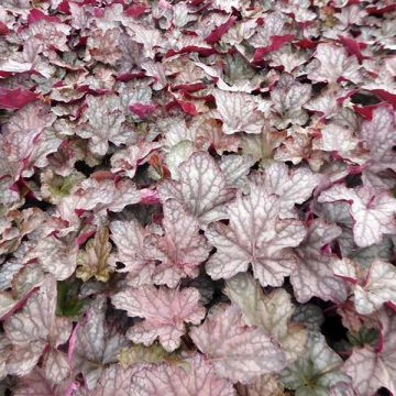 Heuchera Cascade Dawn