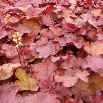 Heuchera Little Cutie Blondie