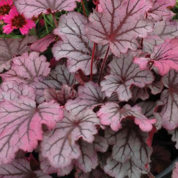 Heuchera Little Cuties Sugar Berry