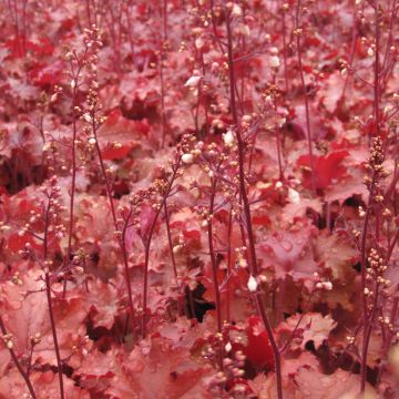 Heuchera Peach Crisp