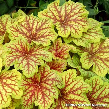 Heuchera Red Lightning