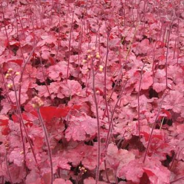 Heuchera Root Beer