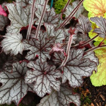 Heuchera Spellbound