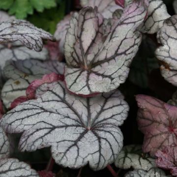 Heuchera Sugar Plum