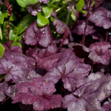 Heuchera Plum Royale