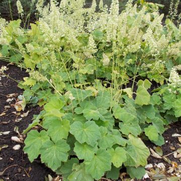 Heuchera villosa var. macrorrhiza