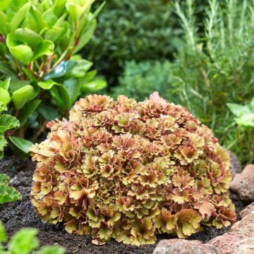 Heuchera Frilly