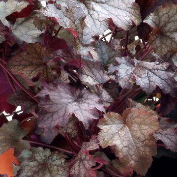 Heuchera Amethyst Myst