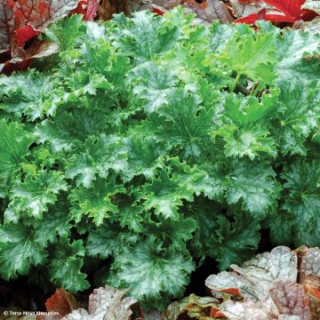 Heuchera Apple Crisp