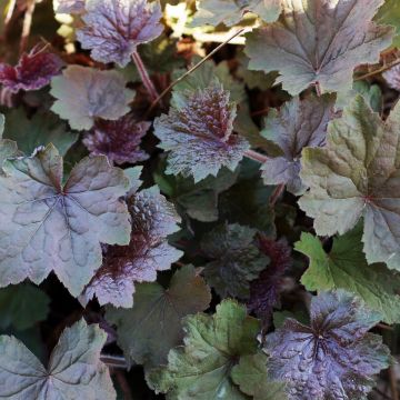 Heuchera Brownies