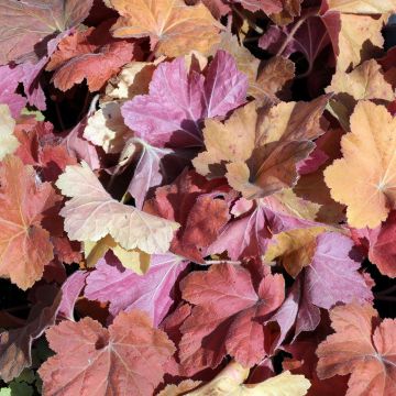 Heuchera Fire Chief