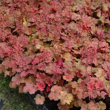 Heuchera Cherry Cola