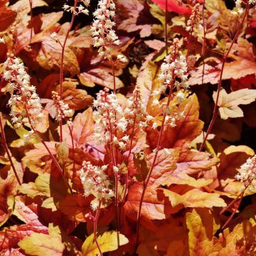 Heucherella Brass Lantern