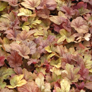 Heucherella Buttered Rum