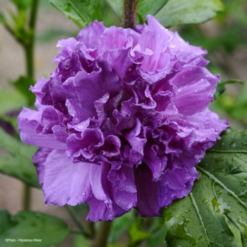 Hibiscus syriacus French Cabaret Purple - Ibisco