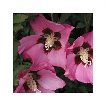 Hibiscus syriacus Pink Giant - Ibisco