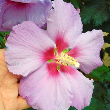 Hibiscus Rose Moon - Ibisco